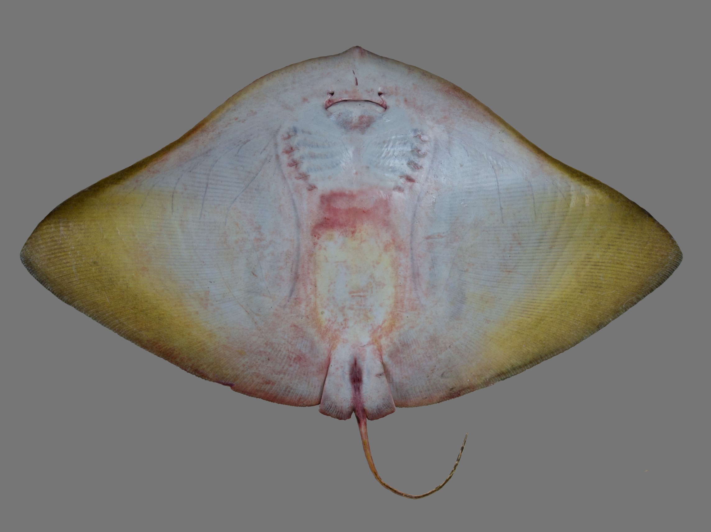 Gymnura poecilura, female, 89 cm DW, underside, Saudi Arabia: Jizan; S.V. Bogorodsky